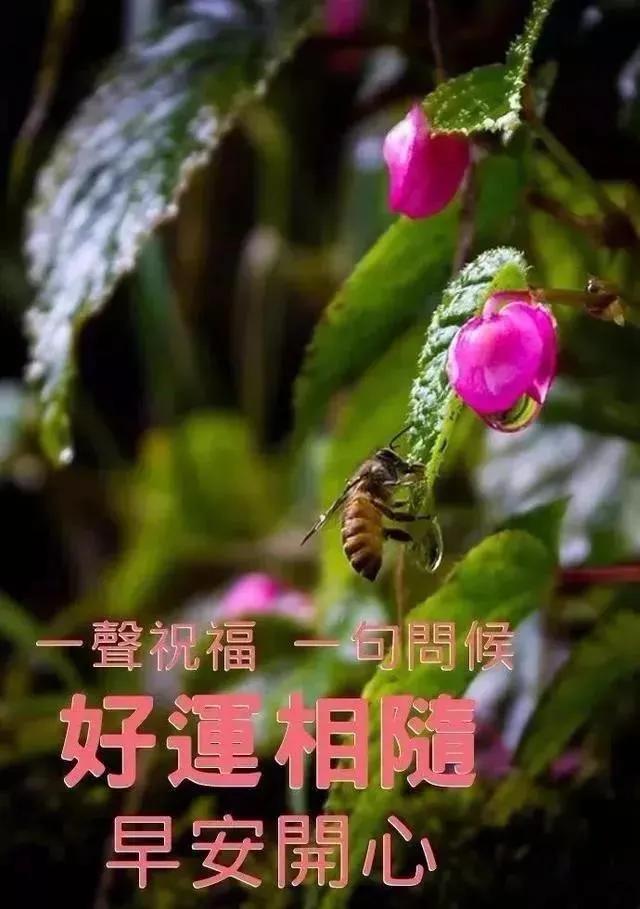 新版早上好问候语动态图片大全,清晨早上好最新问候语动态图片