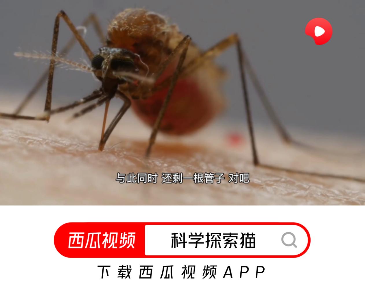 特招蚊子的血型,特招蚊子的人是哪个血型