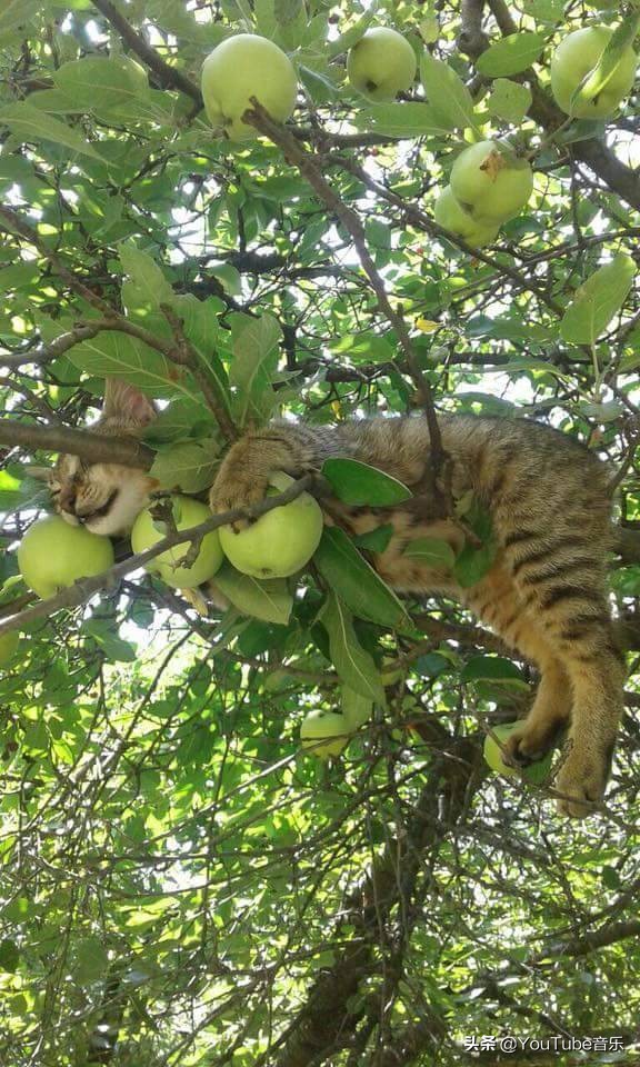「今日萌图」一旦猫咪能自己打开鱼罐头，人类也就完蛋了
