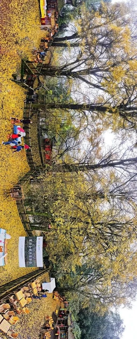 青白江不修地铁是真的吗,青白江不通地铁是地理原因吗