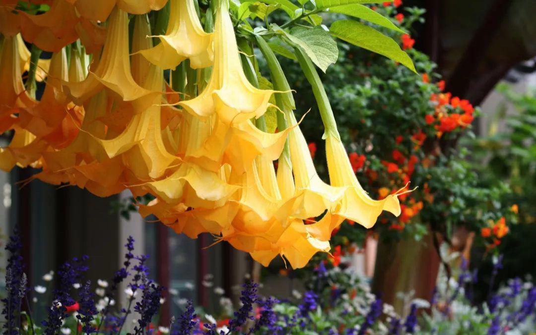 小时候经常见又叫不上名字的植物,一些常见的能吃的植物名称