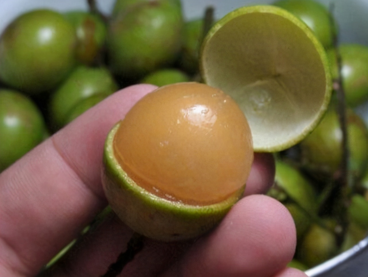 最“酸”的水果，果肉就像“鸡蛋”挂果期要150天，竟卖出天价