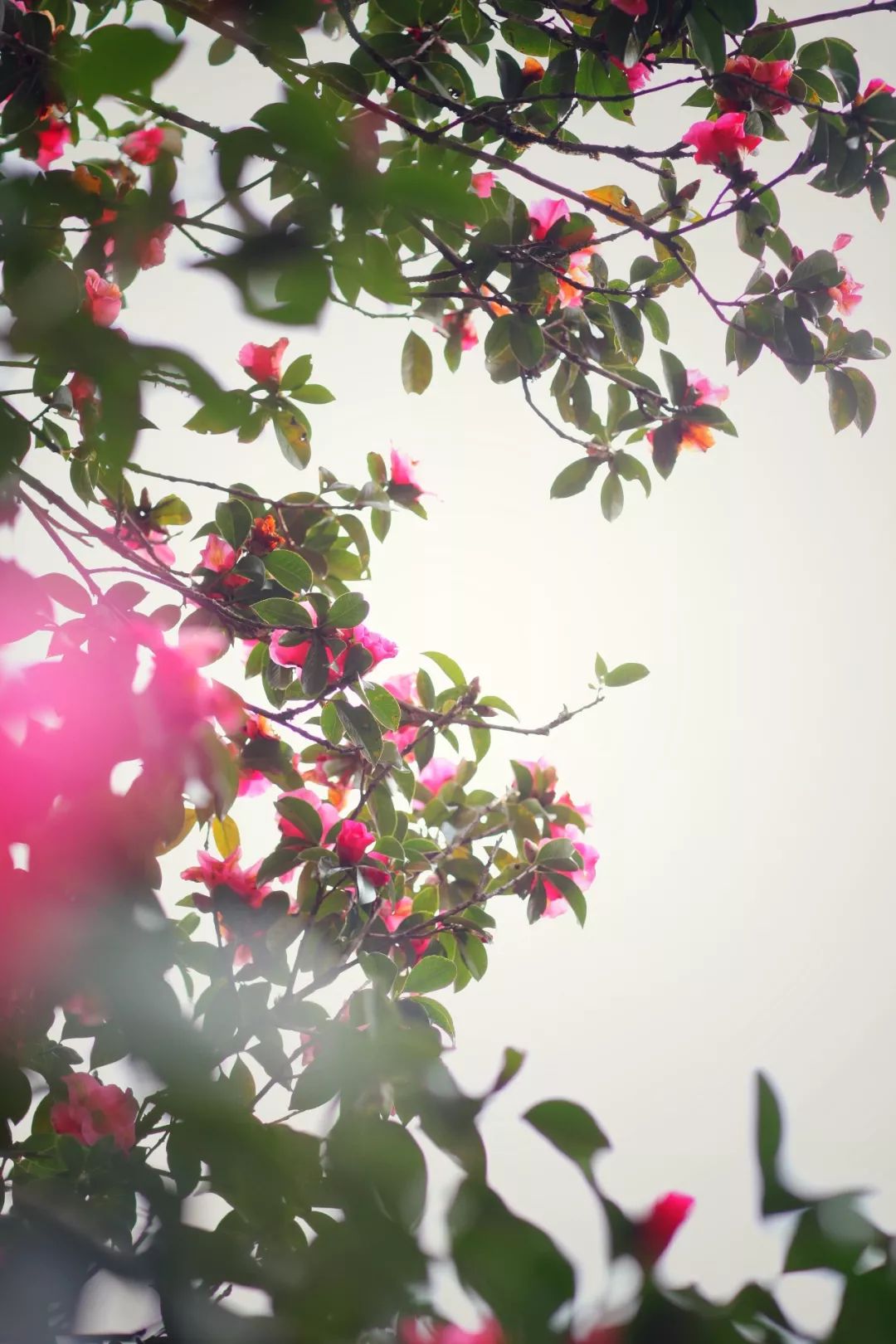 极边之城腾冲，来这里必做的八件事，否则白来了