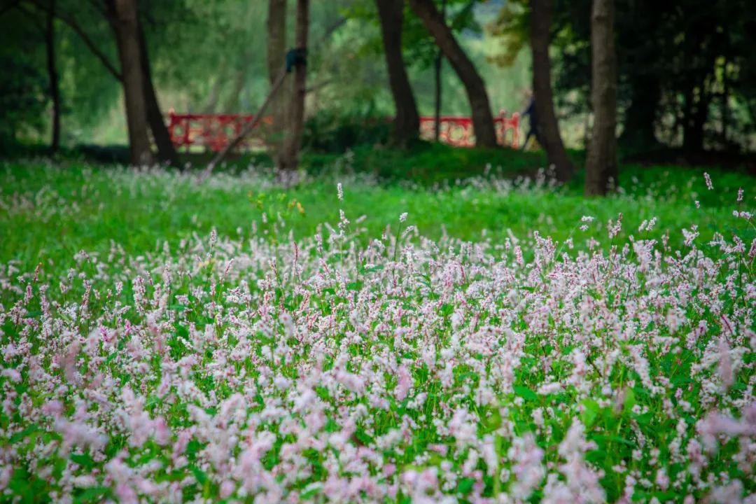 蓼花盛放成海，扬州又多了一处赏秋秘境