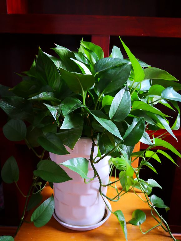 绿萝黄叶是什么原因应如何养护,大的绿萝经常黄叶是什么原因