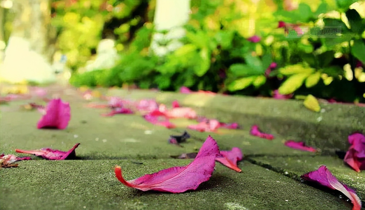 泪眼问花不语乱红飞过秋千去赏析,泪眼问花花不语乱花飞过秋千去