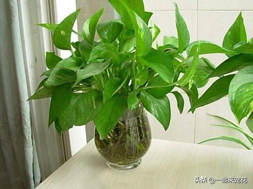 绿萝水培总是黄叶?只要3招,立马就绿回来