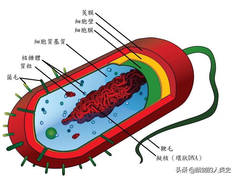 地球有多少种生物群系,地球生物都是由单细胞进化来的吗