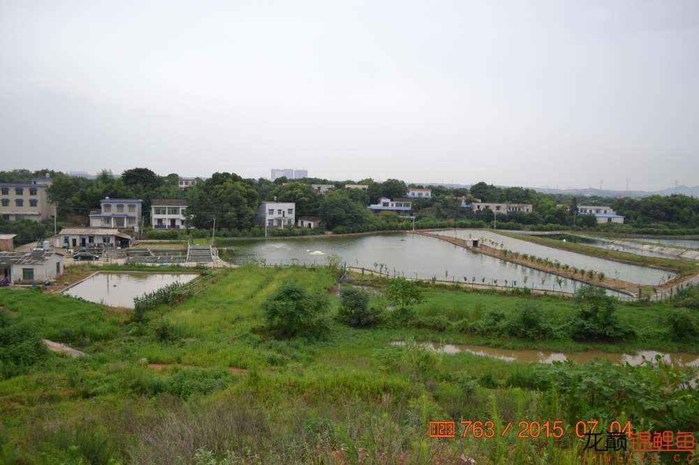 锦鲤苗成长,日本锦鲤水花苗成长