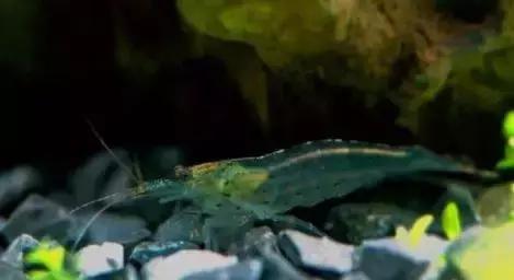 家装室内水系造景设计,家居鱼池假山布局