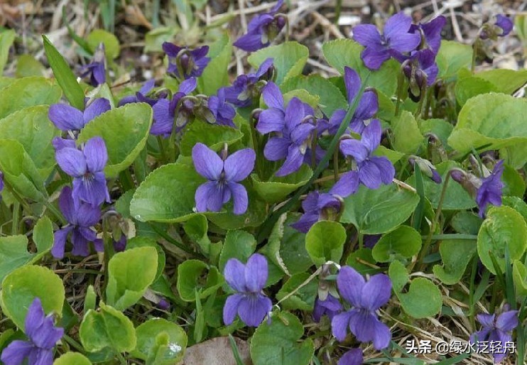 中医中药版生僻字,中药生僻字完整版