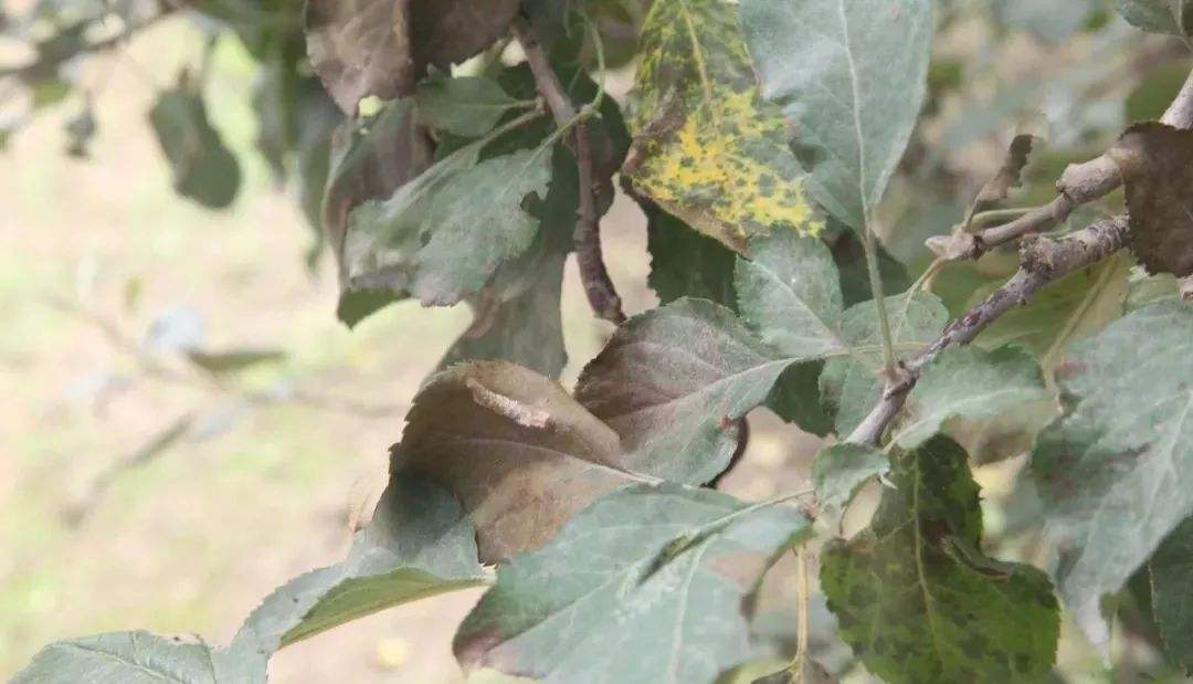 怎样防治苹果疫腐病？防治方法有哪些？用什么药效果好？