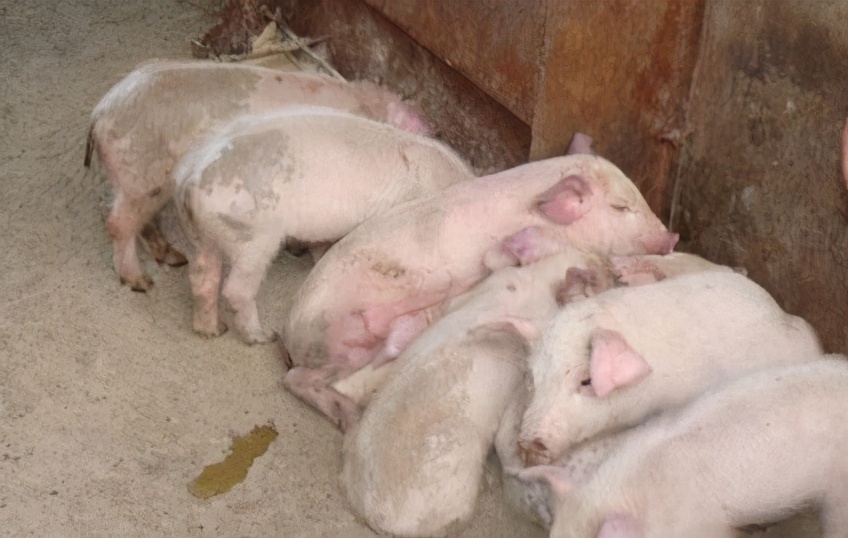 仔猪救命液可治黄白痢吗,新产仔猪怎样预防黄白痢