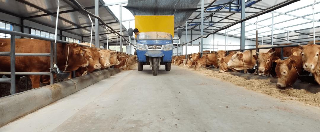 吉林大叔回乡养黄牛,养殖黄牛走上致富路