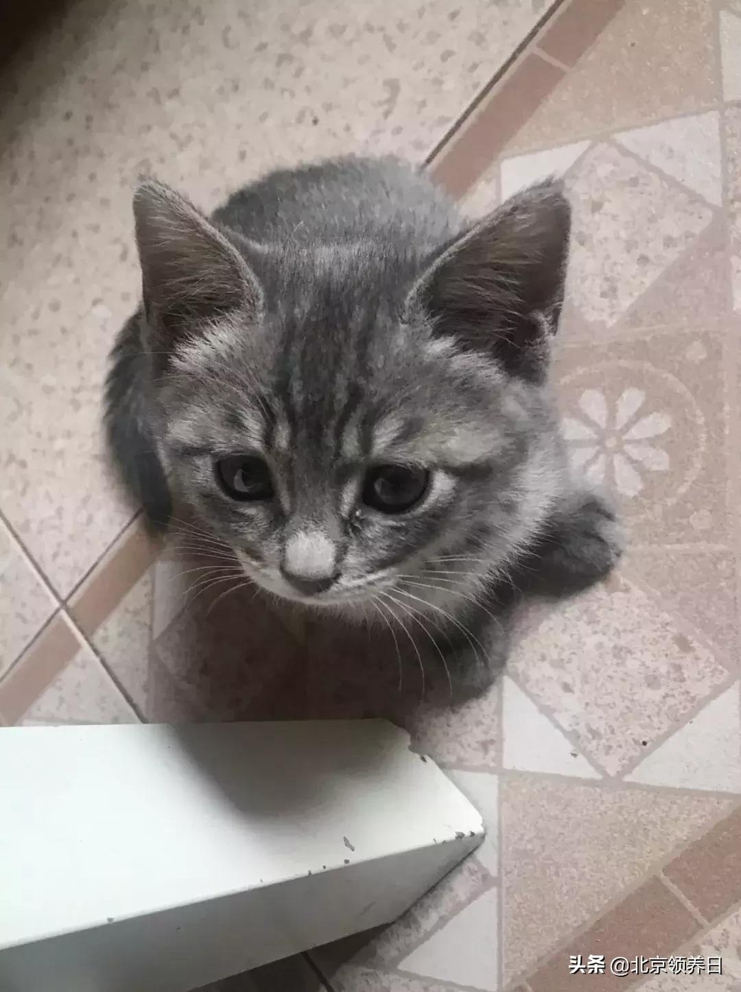 喵星人第二季,喵星人第2季免费观看