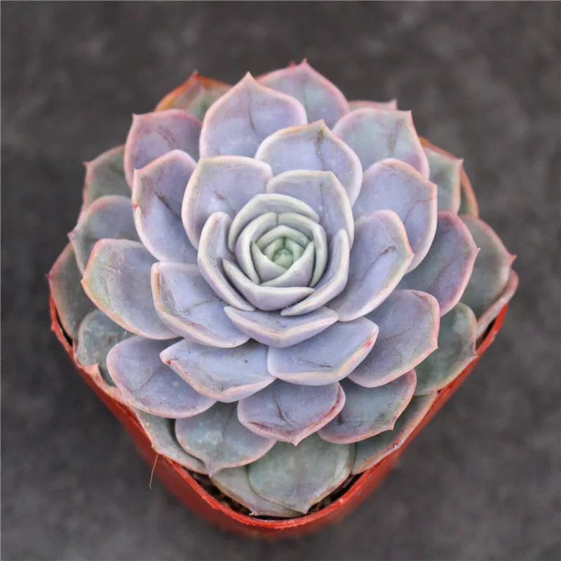 有暗纹的多肉有哪些,暗纹系多肉有哪些