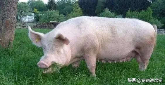 母猪产完胎衣没有下干净怎么办,母猪产后胎衣什么时候来正常