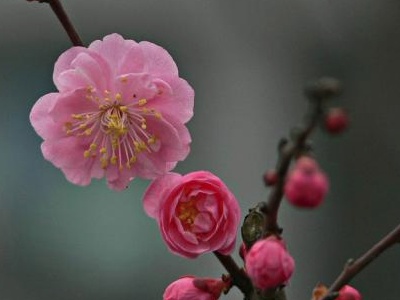 红梅花怎么养,红梅花养着突然枯萎了是怎么回事