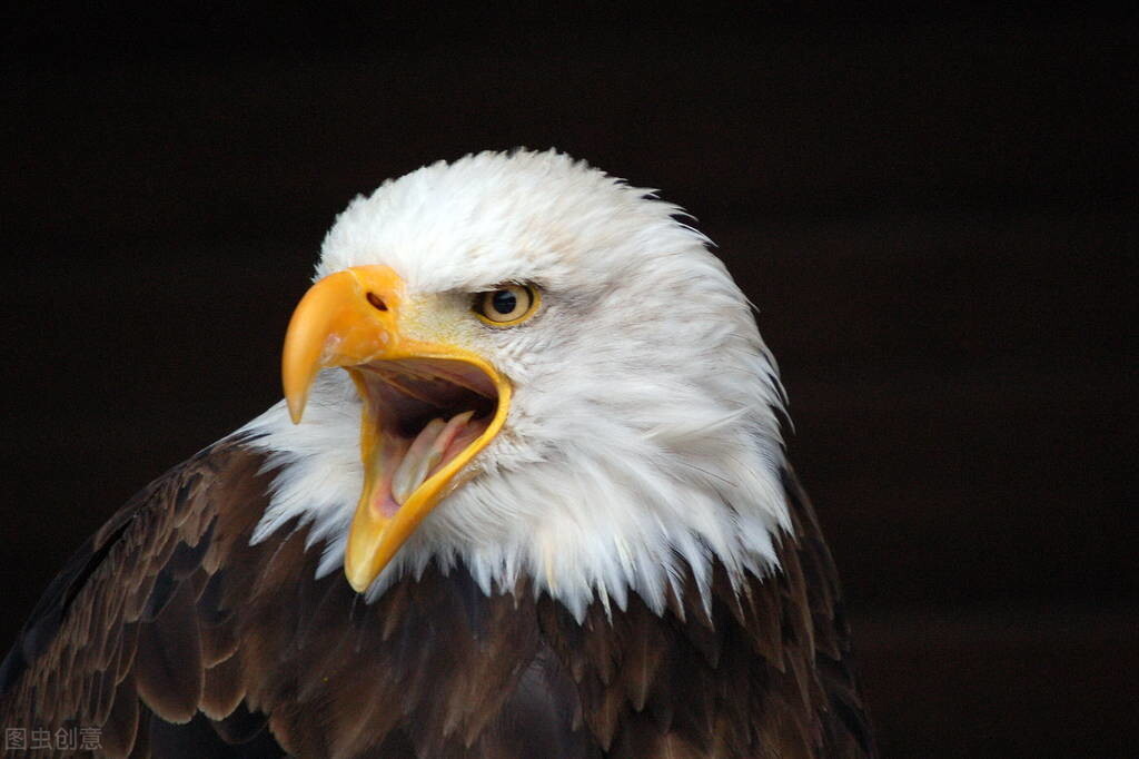 美国崛起之路,美国的科技崛起之路