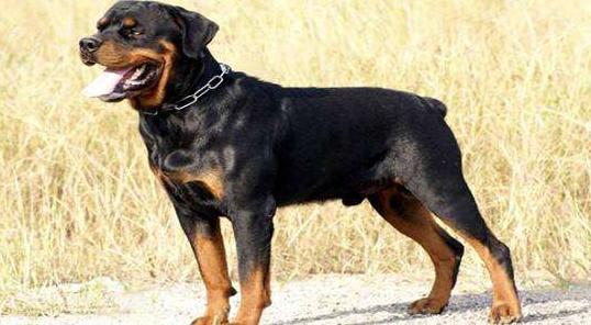 男孩子适合养的狗是什么狗,什么狗霸气好养听话