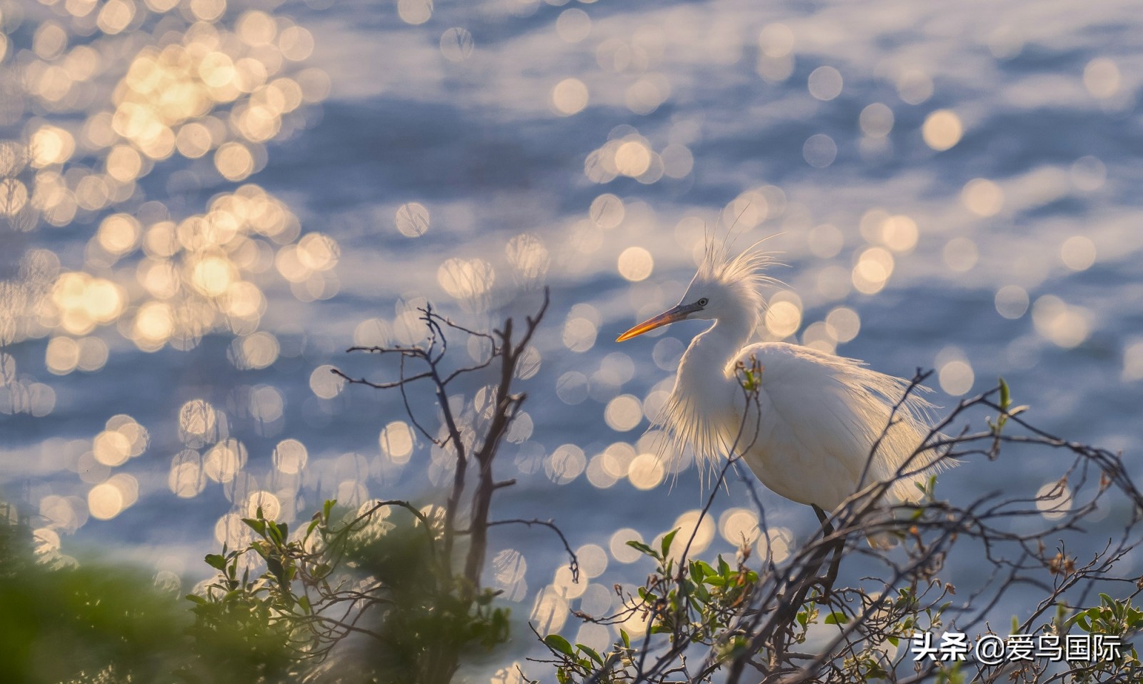 鸟类欣赏,鸟类观鸟图片