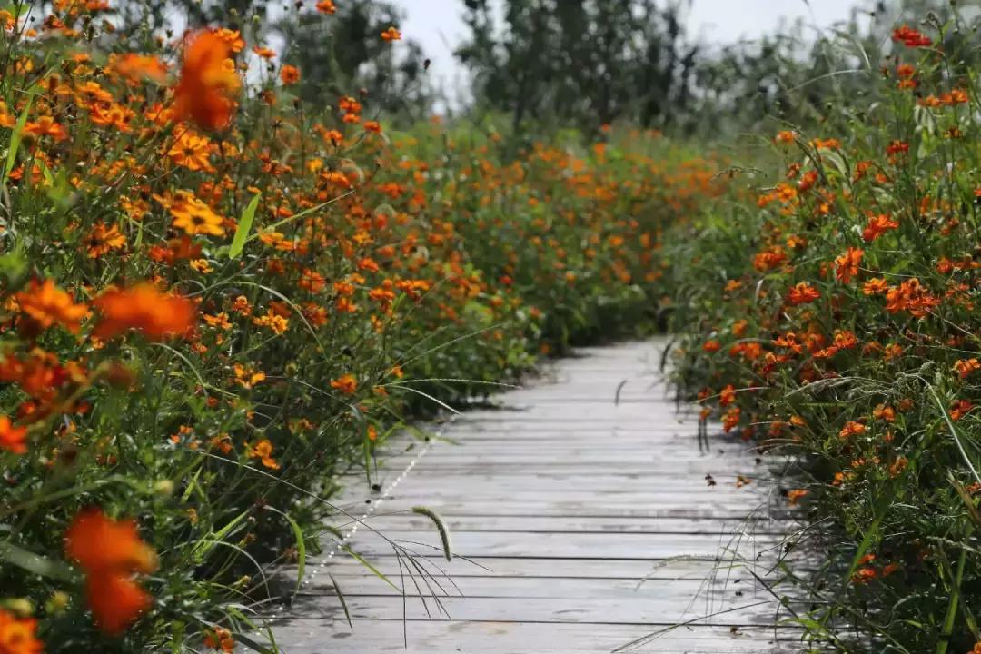 家庭煮妇的何去何从,家庭主妇的爱情