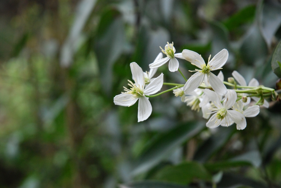 一棵就能爬满墙?这波操作服了