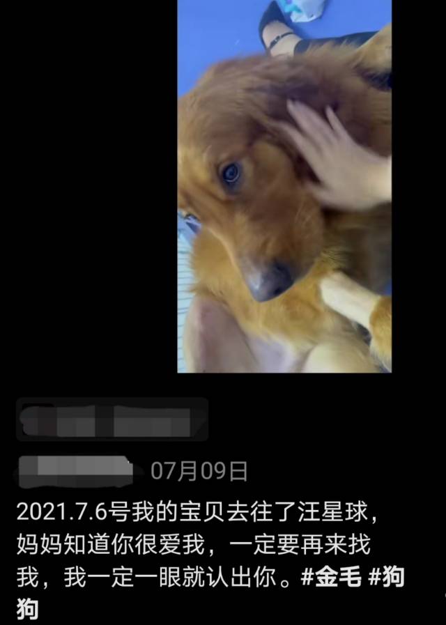 为金毛siry发声，希望所有毛孩子被温柔以待