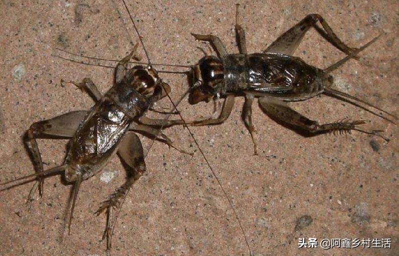 蟋蟀最高能卖多少元,蟋蟀赚钱