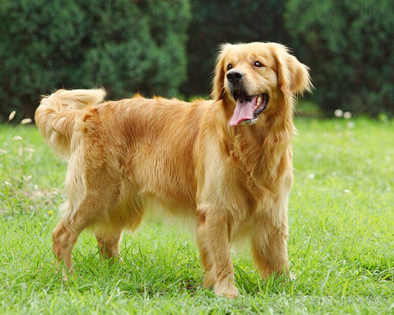 什么狗便宜在300到500,什么狗好养又聪明还便宜会帮主人