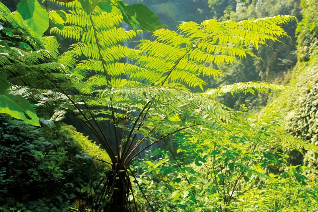 躲进这道地球上“美丽的伤痕”里，感受盛夏直降10℃的清凉