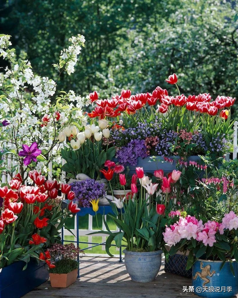 狼家球根怎么样,狼家球根上市了吗