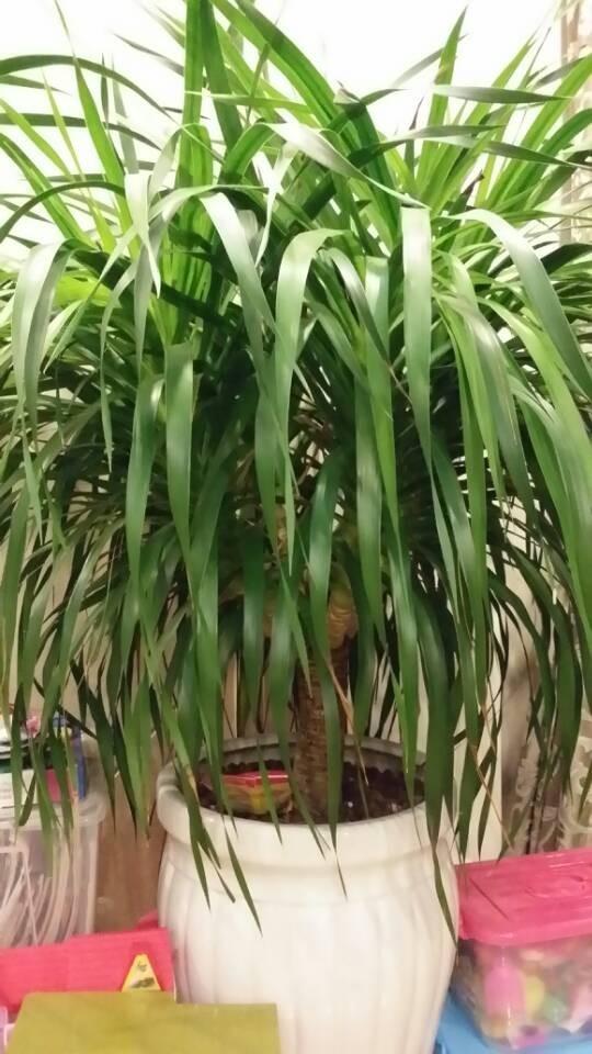 龙血树绿植好处,龙血树和绿植