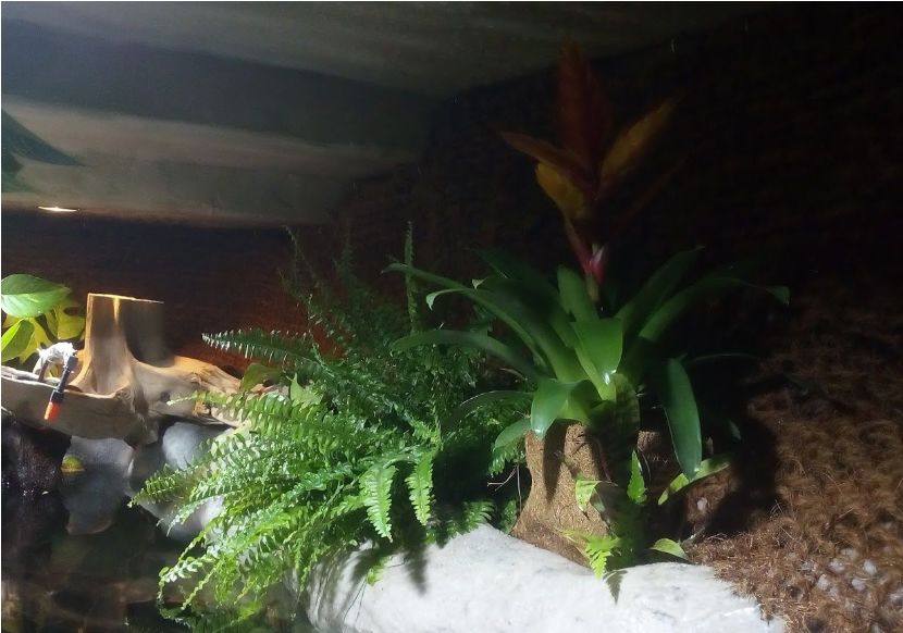 自己做大型水陆缸,在家自己打造一个沙漠缸