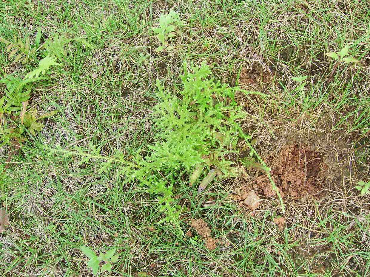 农村家里常见的蜈蚣,农村野生蜈蚣咋养