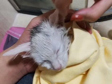 救助流浪猫被粘鼠胶,流浪猫粘鼠板救猫