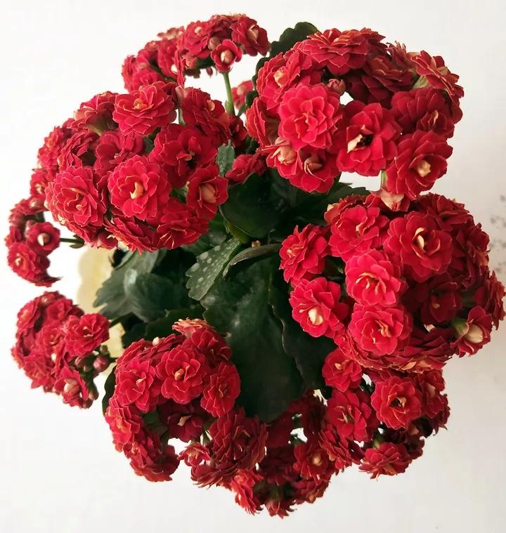 长寿花，寓意好、开花漂亮，花期长，品种多达300个