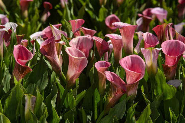马蹄莲花朵点缀,马蹄莲鲜花造型创意图片