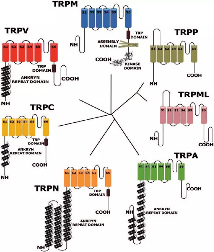 研究温度感知与触觉的两位科学家获生物诺奖
