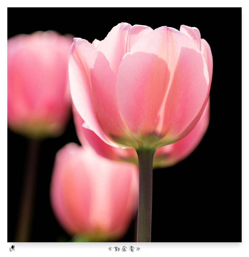 郁金香（turban）——爱情的花语，美丽的丝巾