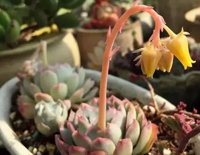 多肉植物开花了要不要剪掉,多肉植物山地玫瑰开花了怎么养殖