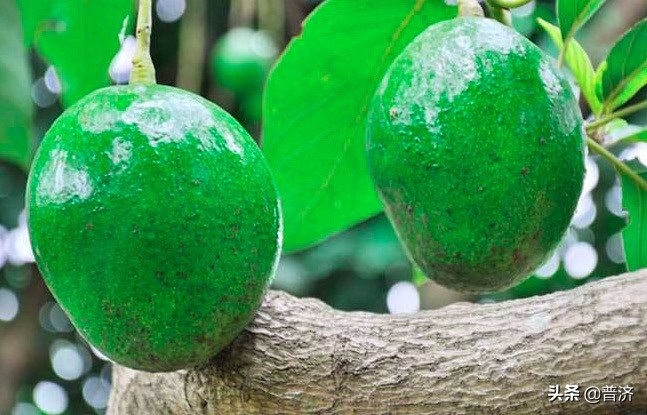 牛油果不好吃视频,进口牛油果为什么便宜