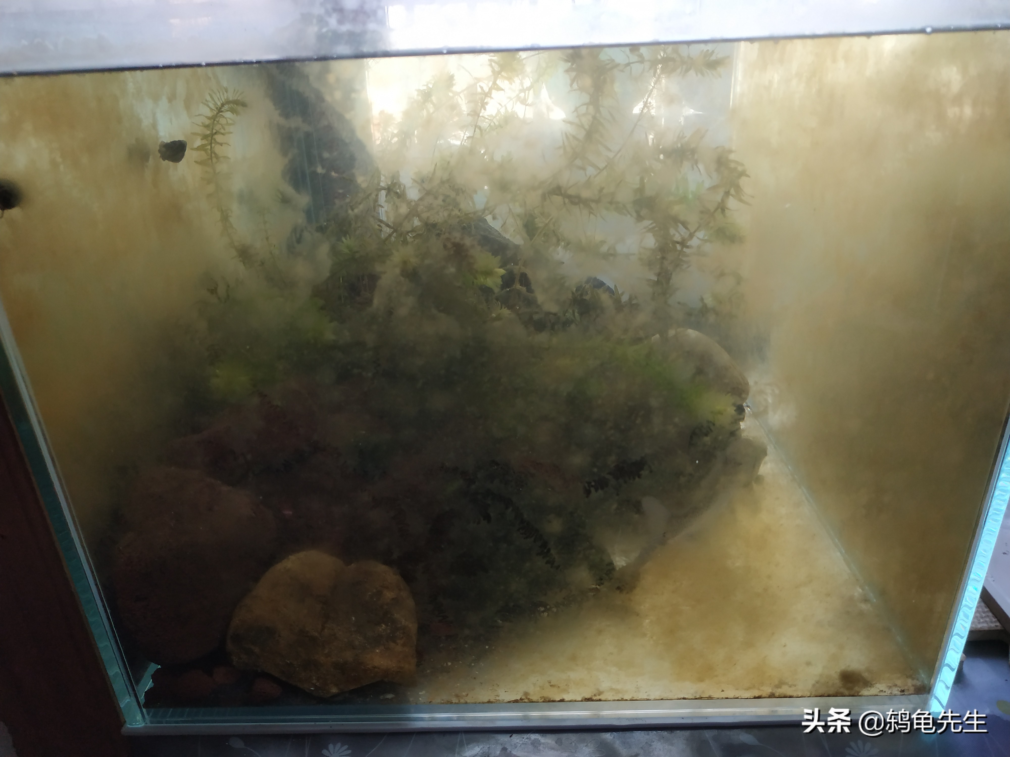 硝化细菌放多了有影响吗,硝化细菌放得太多后果会怎样