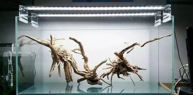 杜鹃根用什么水草造景好看,松皮石搭配杜鹃根造景图片