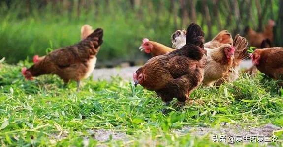 没有本钱搞哪些养殖业最好了,目前农村搞什么养殖业最好赚钱