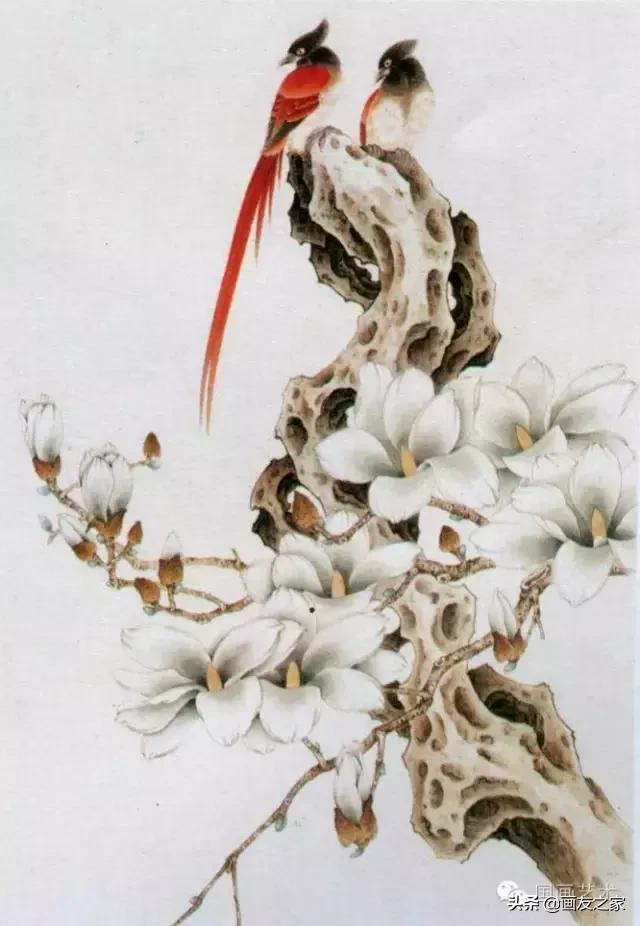 工笔玉兰的画法和染色,工笔玉兰花教学