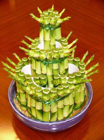 富贵竹弯曲造型是怎么做到的,富贵竹的造型有哪些