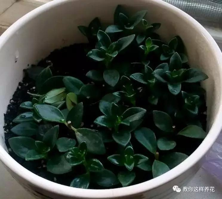 金鱼吊兰怎么养长得快一点,金鱼吊兰怎么养才能快速长出来