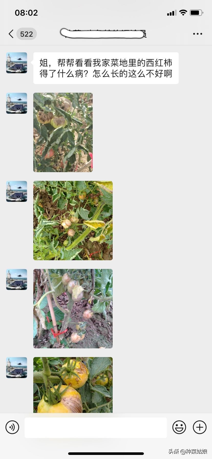 种菜怎么避免徒长,种菜如何防止烂根