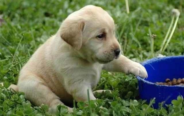 拉布拉多幼犬喂狗粮要喝水,拉布拉多幼犬喂什么狗粮好